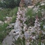 Gymnadenia odoratissima ফুল