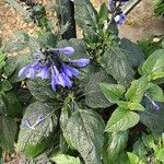 Salvia tiliifolia 整株植物