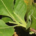 Curatella americana Fuelha
