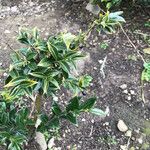 Sarcococca pruniformis Fuelha