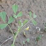 Medicago laciniata Φύλλο