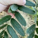 Platypodium elegans Leaf