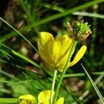 Ranunculus pedatus