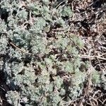 Artemisia frigida Blatt