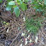 Silene douglasii Habit