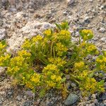 Lepidium flavum ᱛᱟᱦᱮᱸ