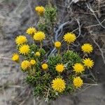 Senecio leucophyton