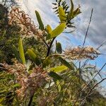 Salix caroliniana Плод