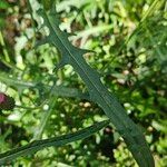Cirsium rivulare Likasa