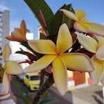 Plumeria rubraFlower