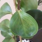 Peperomia obtusifoliaDeilen