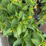 Mirabilis jalapaLeaf