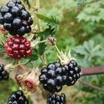 Rubus nemoralis Frukto