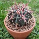 Ferocactus latispinus Лист