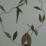 Matelea cremersii Otro