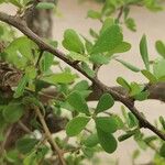 Terminalia prunioides ᱥᱟᱠᱟᱢ
