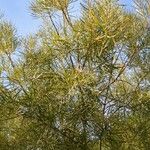 Salix rosmarinifolia आदत