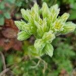 Sempervivum globiferum Flor