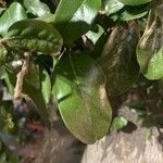 Beilschmiedia miersii Leaf