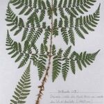 Dryopteris expansa Leaf