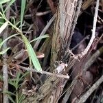 Globularia salicina Bark