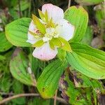 Cornus canadensis Leaf