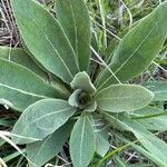 Verbascum phlomoidesBlatt