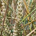 Triticum aestivum Fruit