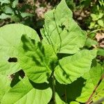 Hylodesmum glutinosum Leaf