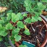 Pelargonium ribifolium 其他