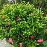 Ixora chinensis অভ্যাস