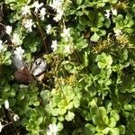 Saxifraga cuneifolia Cvet