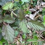 Rubus elegantispinosusFolha