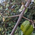 Elaeagnus × submacrophylla Corteza