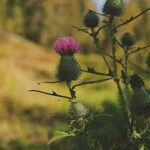 Cirsium discolor 花