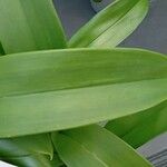 Oncidium spp. Leaf