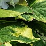 Hosta plantaginea Blad