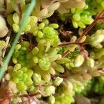 Sedum hirsutum Likasa