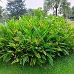 Heliconia psittacorum Leaf