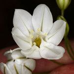 Triteleia hyacinthina 花
