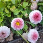 Bellis rotundifolia Flower