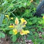 Chamaecytisus hirsutus Flower