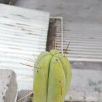 Echinopsis bridgesii叶