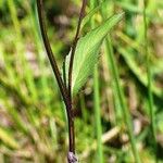 Serratula tinctoria Fuelha