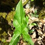 Arum italicum Feuille