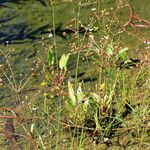 Alisma gramineum Habit