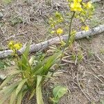 Cyrtopodium flavum Flower