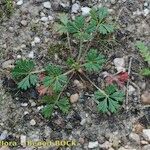 Potentilla neglecta Habitus