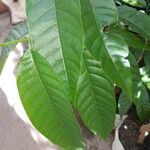 Annona reticulata Hoja