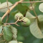 Vitex madiensis Fruto